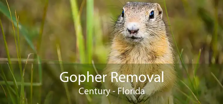 Gopher Removal Century - Florida