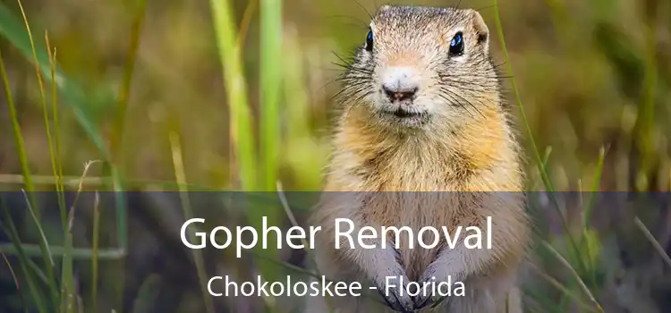 Gopher Removal Chokoloskee - Florida