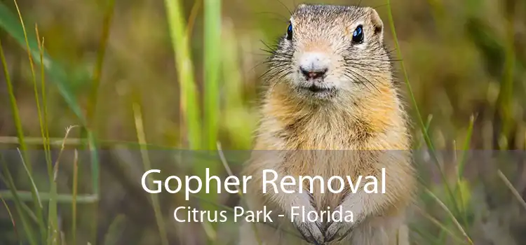 Gopher Removal Citrus Park - Florida