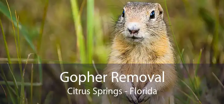 Gopher Removal Citrus Springs - Florida