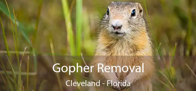 Gopher Removal Cleveland - Florida