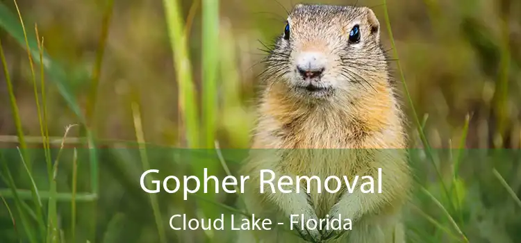 Gopher Removal Cloud Lake - Florida