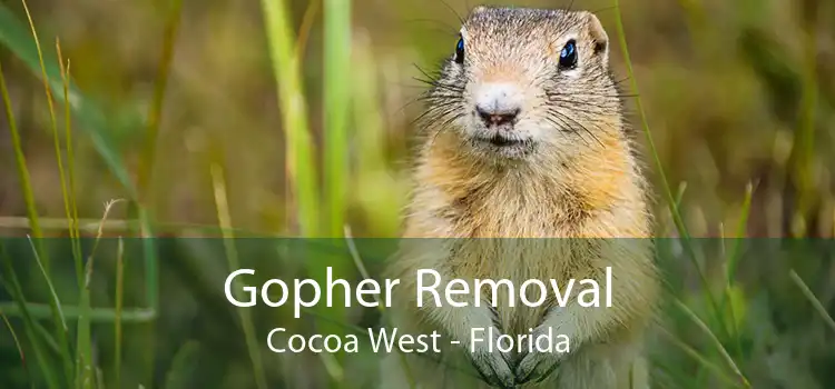 Gopher Removal Cocoa West - Florida
