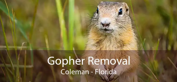 Gopher Removal Coleman - Florida