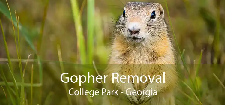 Gopher Removal College Park - Georgia
