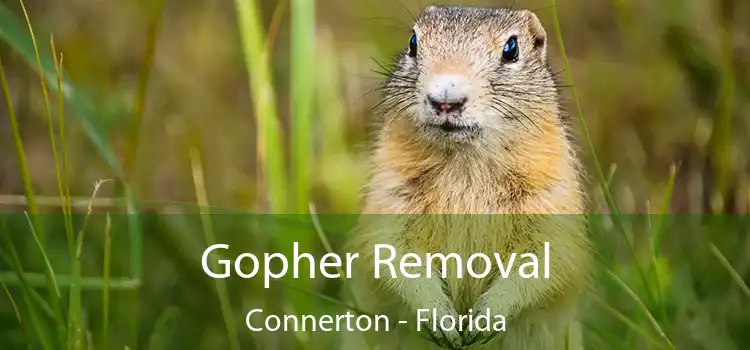 Gopher Removal Connerton - Florida