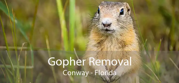 Gopher Removal Conway - Florida