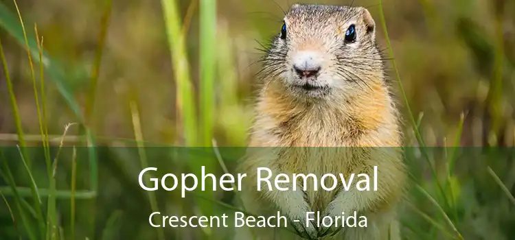 Gopher Removal Crescent Beach - Florida