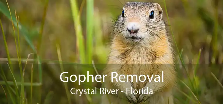 Gopher Removal Crystal River - Florida