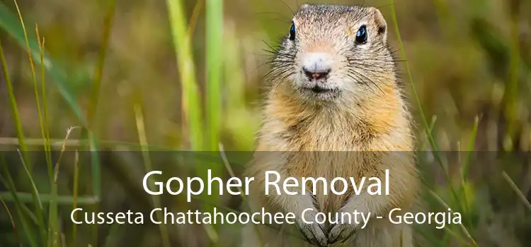 Gopher Removal Cusseta Chattahoochee County - Georgia