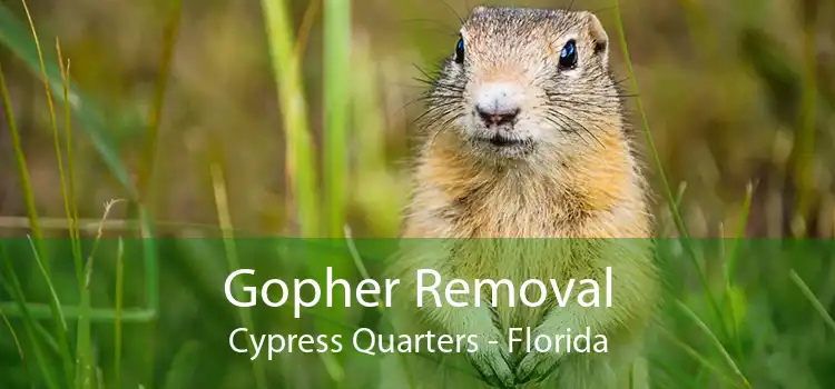 Gopher Removal Cypress Quarters - Florida