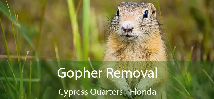 Gopher Removal Cypress Quarters - Florida