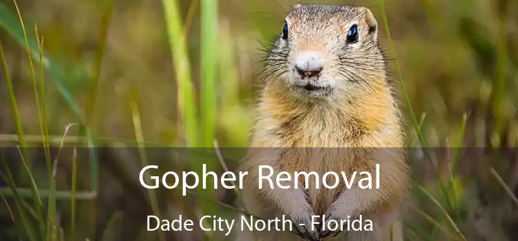 Gopher Removal Dade City North - Florida