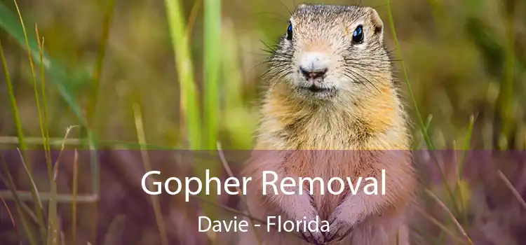 Gopher Removal Davie - Florida