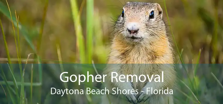 Gopher Removal Daytona Beach Shores - Florida