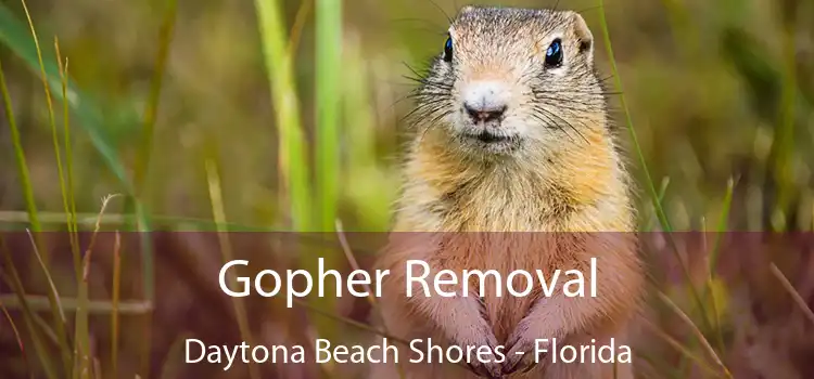 Gopher Removal Daytona Beach Shores - Florida