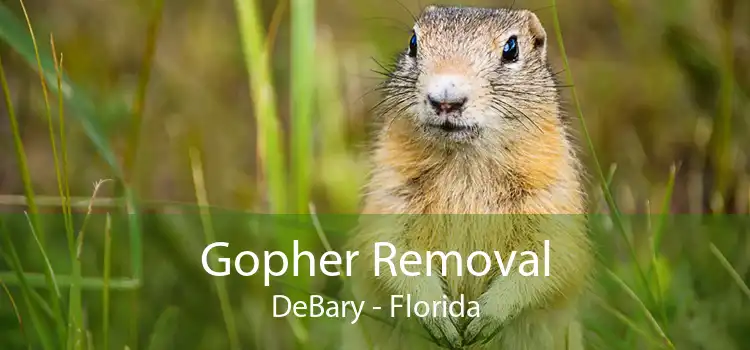 Gopher Removal DeBary - Florida