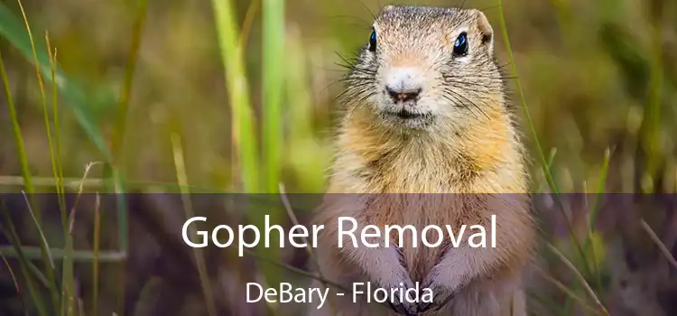 Gopher Removal DeBary - Florida