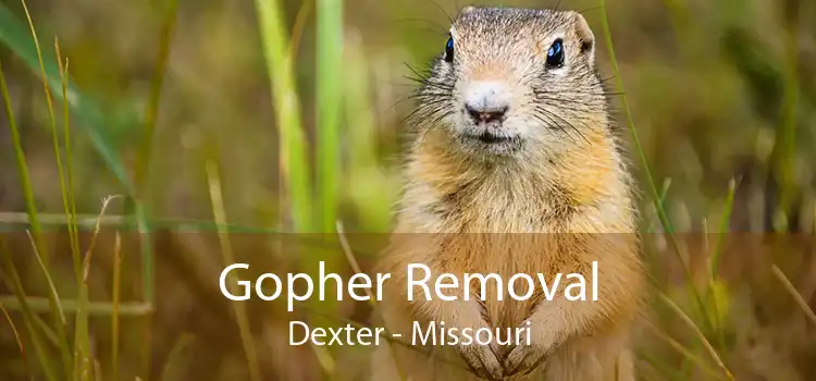Gopher Removal Dexter - Missouri