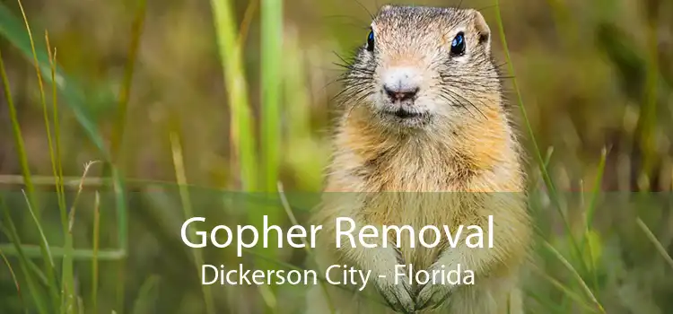 Gopher Removal Dickerson City - Florida
