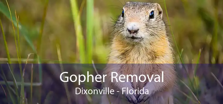 Gopher Removal Dixonville - Florida