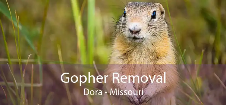 Gopher Removal Dora - Missouri