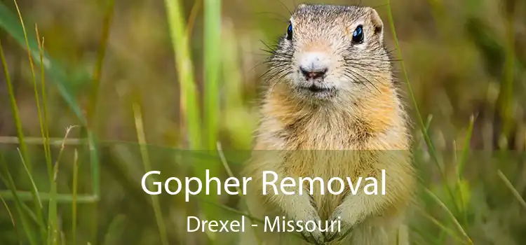 Gopher Removal Drexel - Missouri