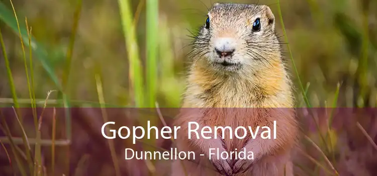 Gopher Removal Dunnellon - Florida