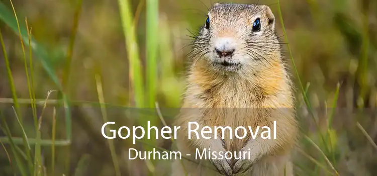 Gopher Removal Durham - Missouri