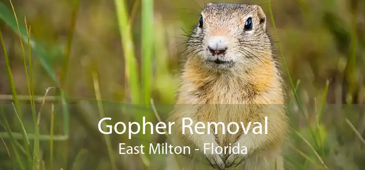 Gopher Removal East Milton - Florida