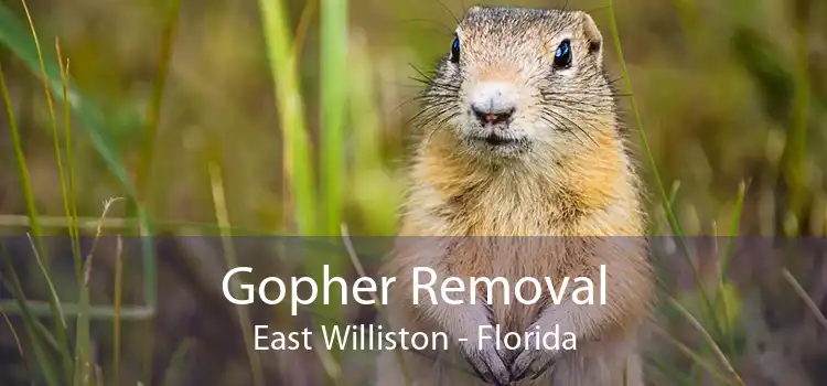 Gopher Removal East Williston - Florida