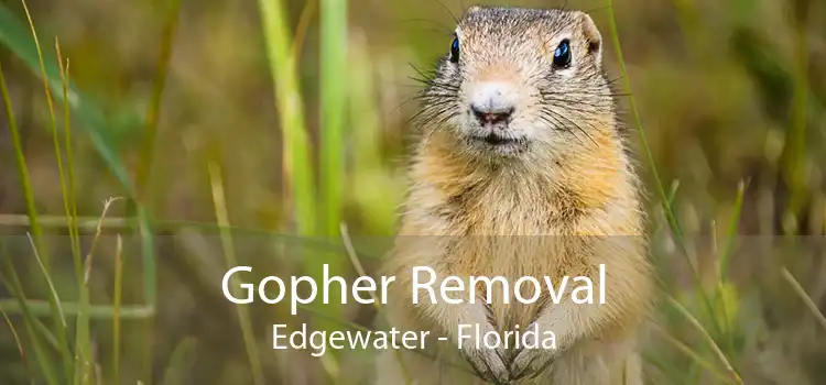 Gopher Removal Edgewater - Florida