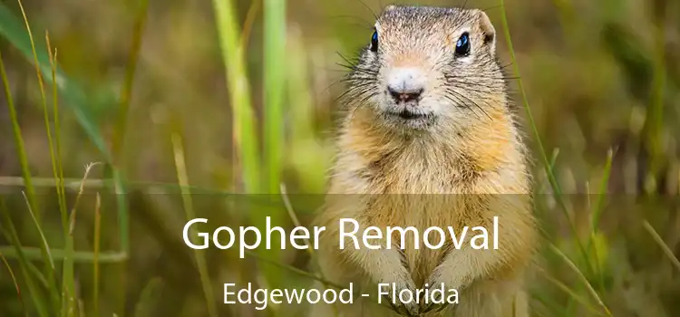 Gopher Removal Edgewood - Florida