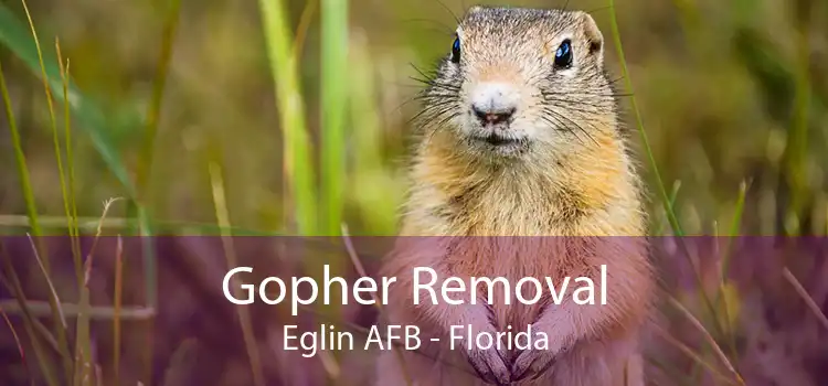 Gopher Removal Eglin AFB - Florida