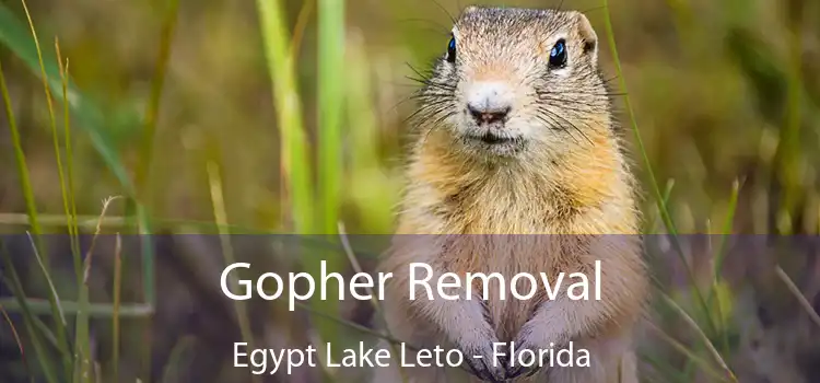 Gopher Removal Egypt Lake Leto - Florida