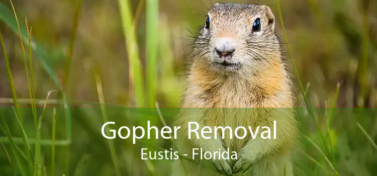 Gopher Removal Eustis - Florida