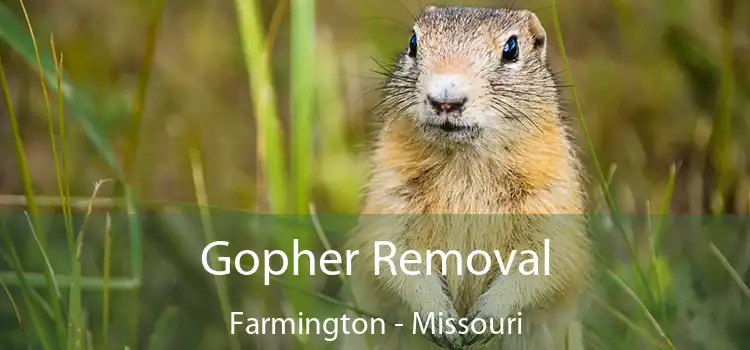 Gopher Removal Farmington - Missouri