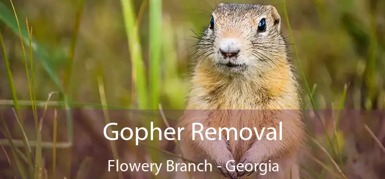 Gopher Removal Flowery Branch - Georgia