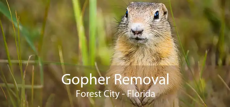 Gopher Removal Forest City - Florida