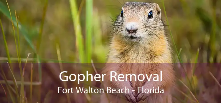 Gopher Removal Fort Walton Beach - Florida
