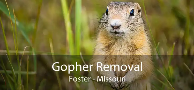 Gopher Removal Foster - Missouri