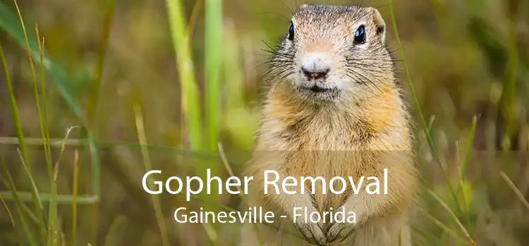 Gopher Removal Gainesville - Florida