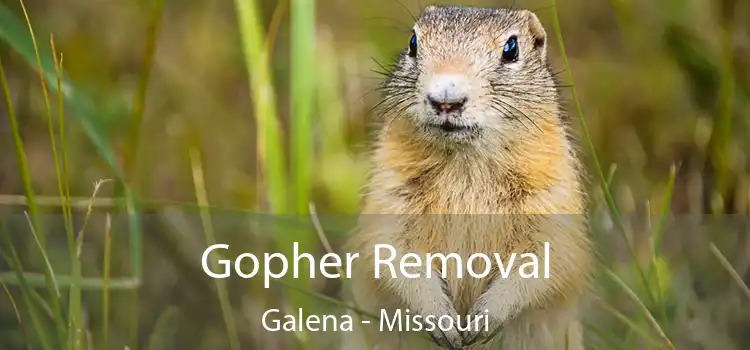 Gopher Removal Galena - Missouri