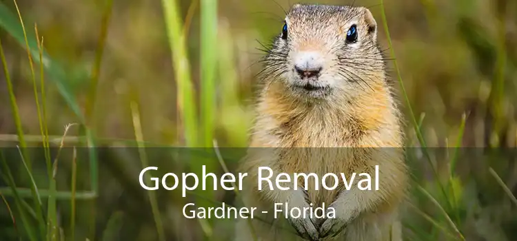 Gopher Removal Gardner - Florida