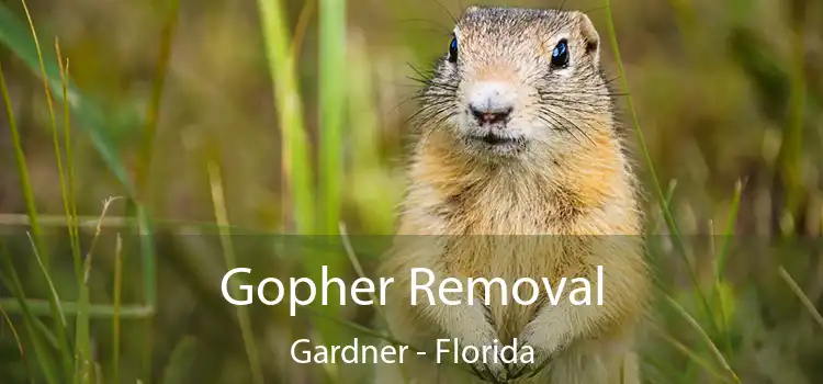 Gopher Removal Gardner - Florida