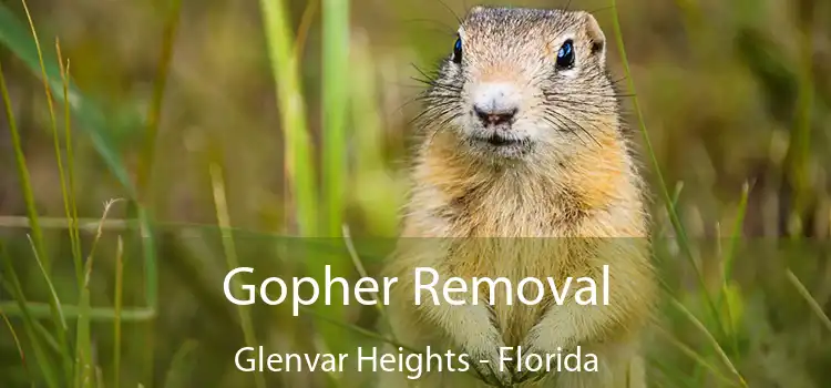 Gopher Removal Glenvar Heights - Florida