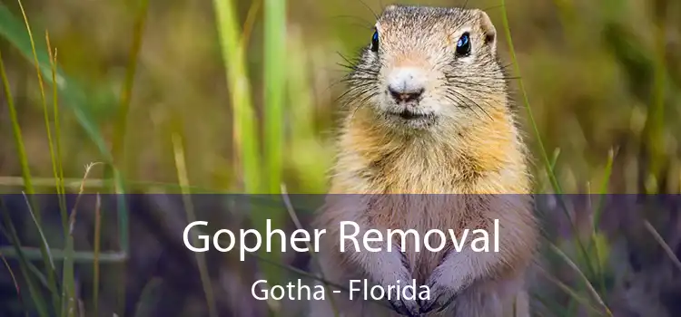 Gopher Removal Gotha - Florida