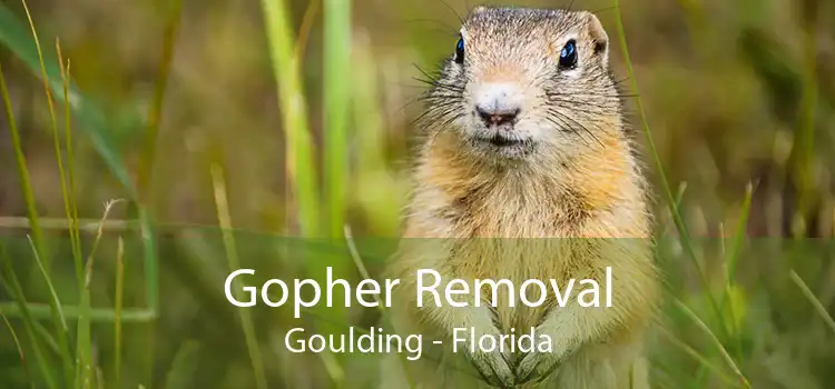 Gopher Removal Goulding - Florida