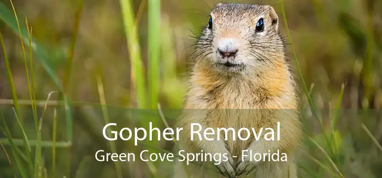 Gopher Removal Green Cove Springs - Florida
