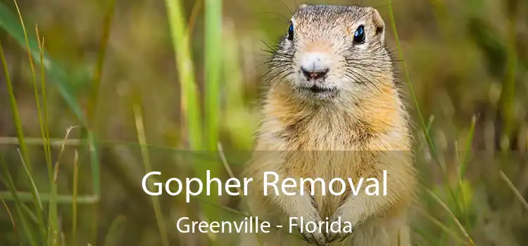 Gopher Removal Greenville - Florida